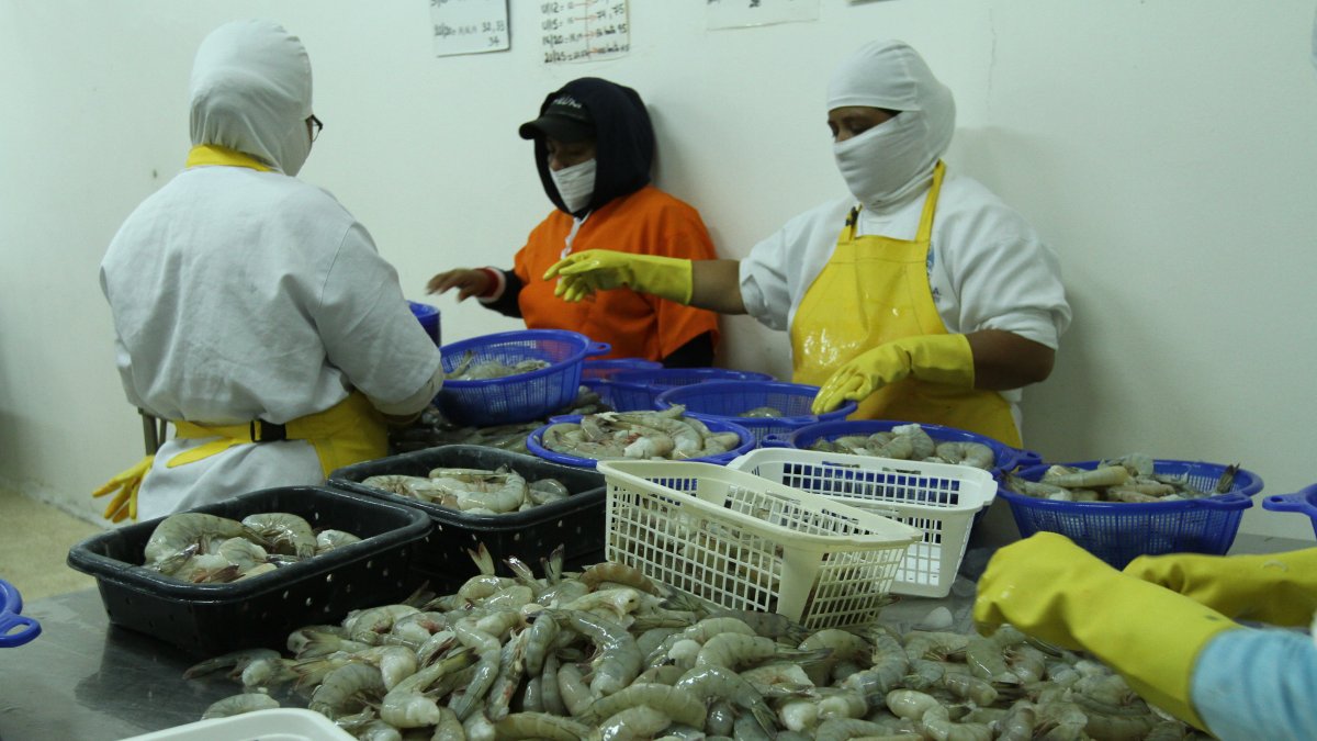 Empresa.- Un grupo de trabajadores en una camaronera.