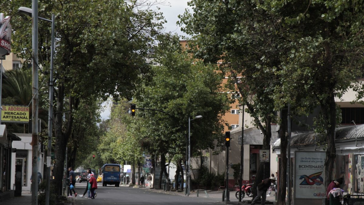 Abandono. En la avenida Juan León Mera también hay descuido y existen árboles que tienen los troncos torcidos, infectados con hongos y unos son utilizados como sitios de desperdicios