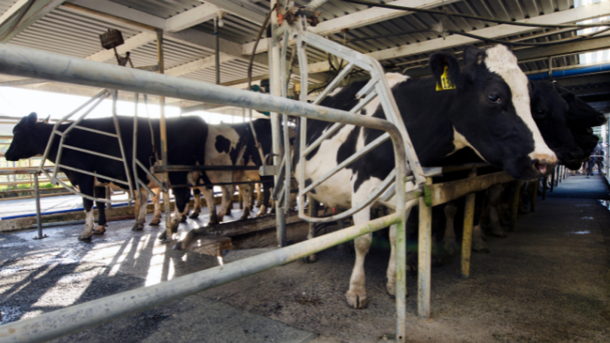 La prototecosis, causada por estas algas, puede tener impactos económicos significativos en la industria lechera y  afectar a los seres humanos con sistemas inmunodeficientes debilitados.