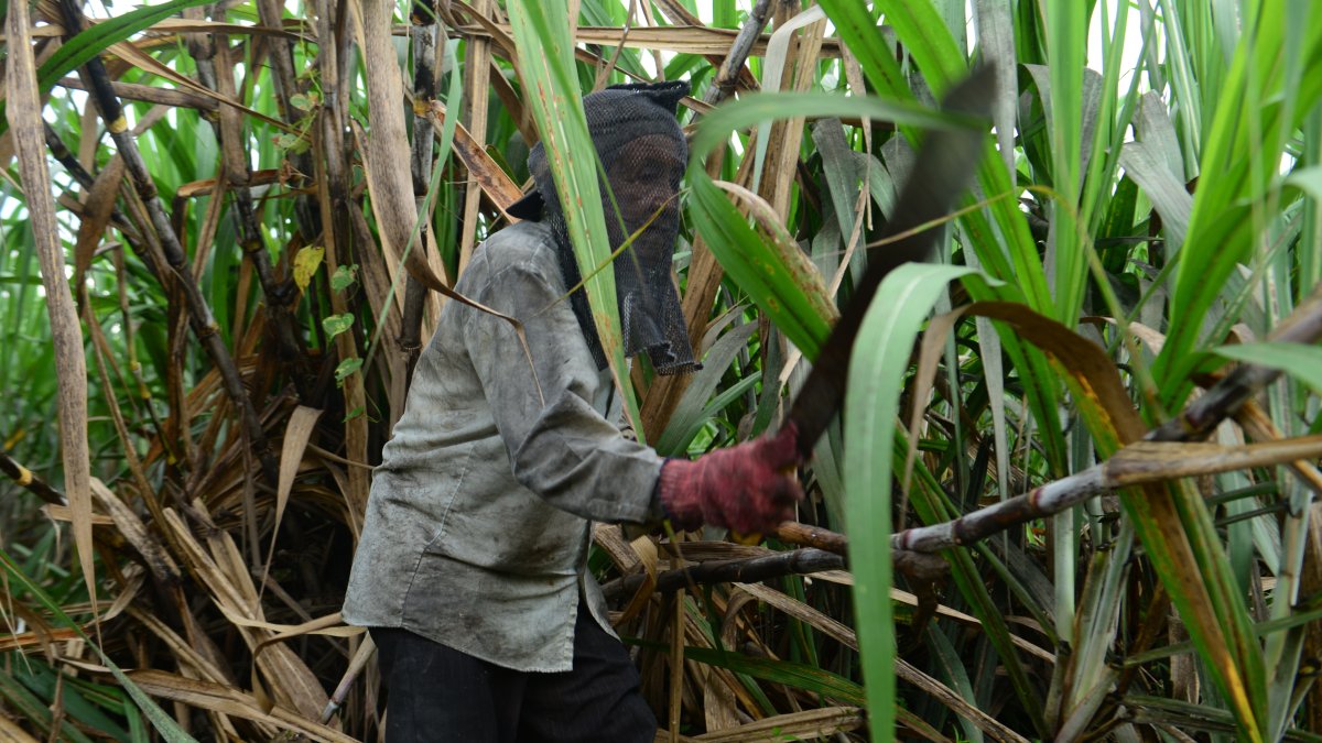 Hacienda. Un agricultor trabaja en el cultivo de la caña de azúcar.