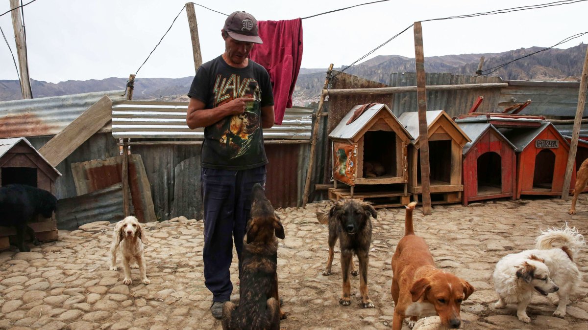 Manuel Vallejos observa a varios perros de su albergue para animales, el 11 de agosto de 2023, en La Paz (Bolivia).