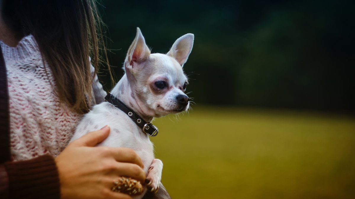Nexos. En la foto referencial, una tutora abraza a su chihuahua.