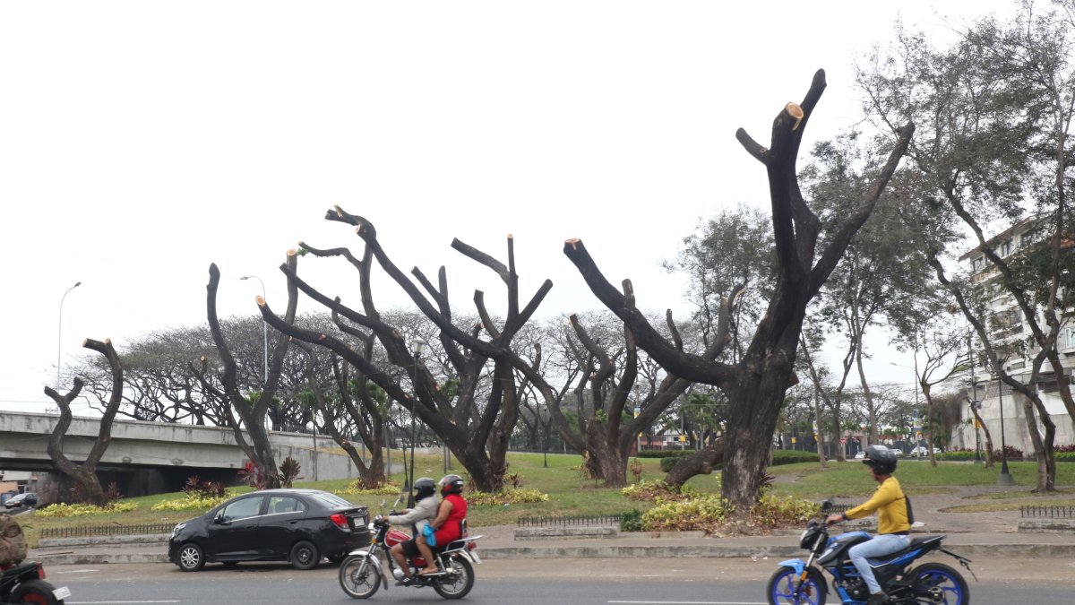 Ferroviaria. La falta de oportuna atención ha provocado que decenas de árboles plantados en diferentes sectores se los tenga que cortar por el avance de la cochinilla.