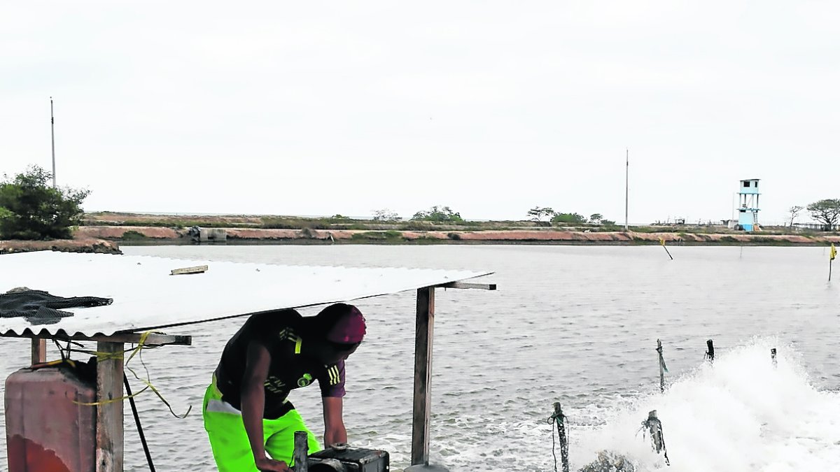 Piscina.- Un trabajador prende una bomba en una piscina camaronera.
