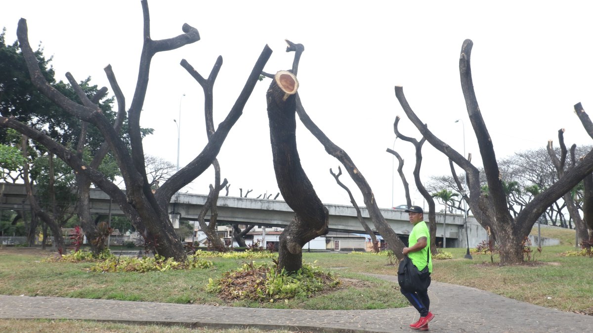 Situación. La falta de atención oportuna llevó al ‘decapitamiento’ de árboles de la Ferroviaria, enfermos por la cochinilla.