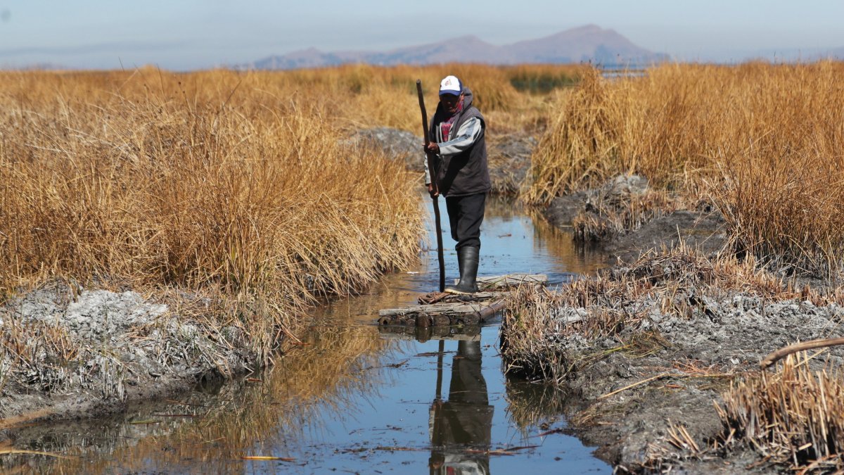 Bolivia. Domingo Chirino navega por un canal del lago Titicaca, el 16 de agosto de 2023, en Huarina, y le preocupa el bajón de los niveles de agua.