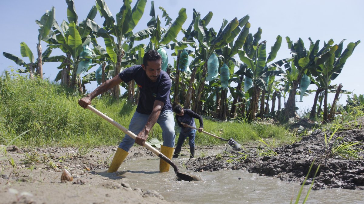 Daular. En la hacienda bananera La Estación realizan trabajos preventivos para mitigar los efectos de El Niño.