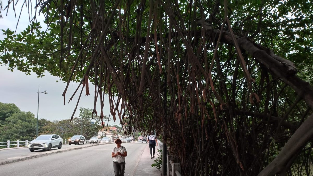 Las ramas se extienden hasta la tramo destinado para los peatones.