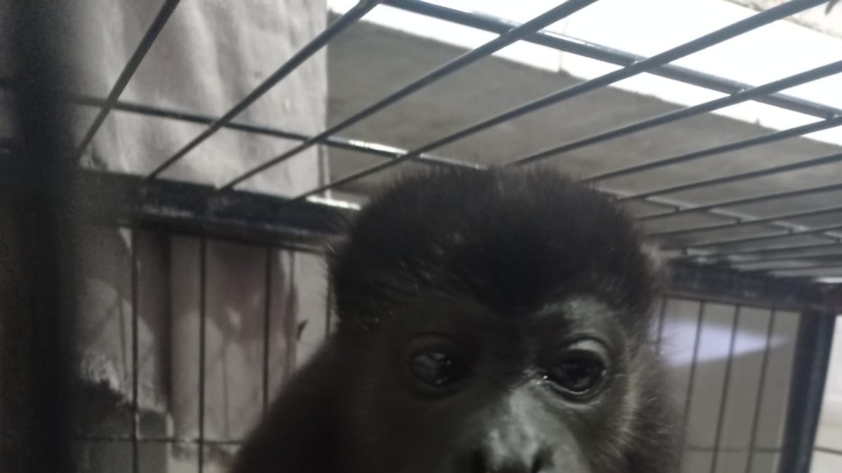 Sitio. El animal fue llevado a un centro de rescate para su cuidado.