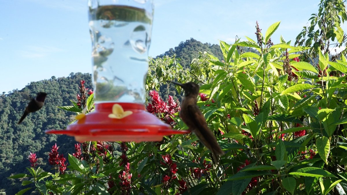 Especies. En la zona existen miradores que permiten observar aves exóticas, como colibríes.