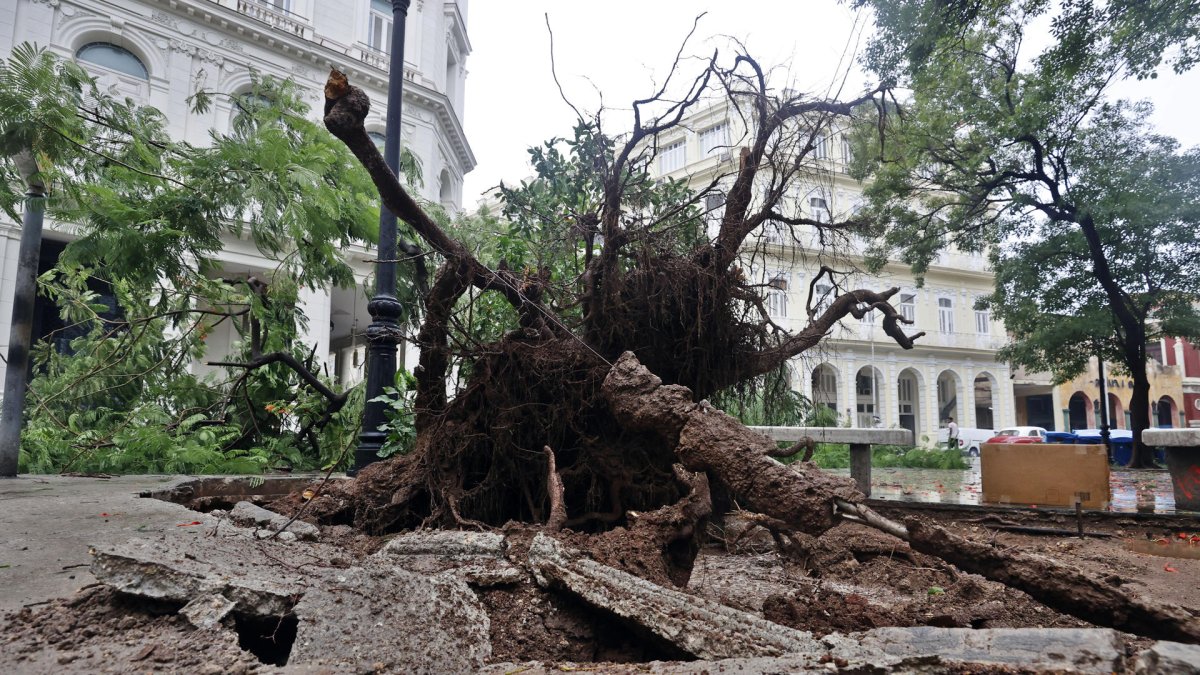 Huracán. Un árbol derribado por los vientos asociados a la tormenta en La Habana.