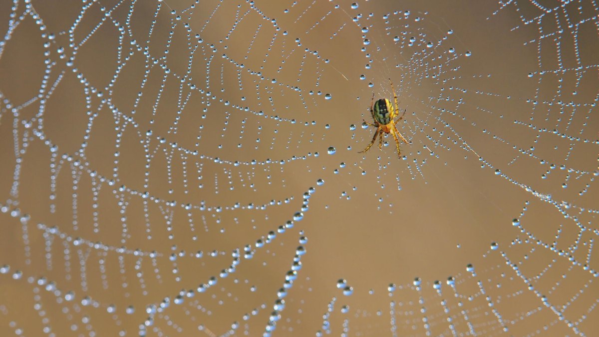 El sistema funciona con esponjas similar a las telarañas con una gran superficie para capturar la humedad del entorno