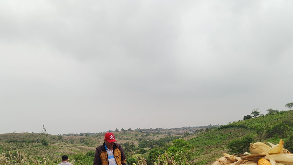 Tosagua.- Trabajadores están en la tarea de cosechar el maíz.