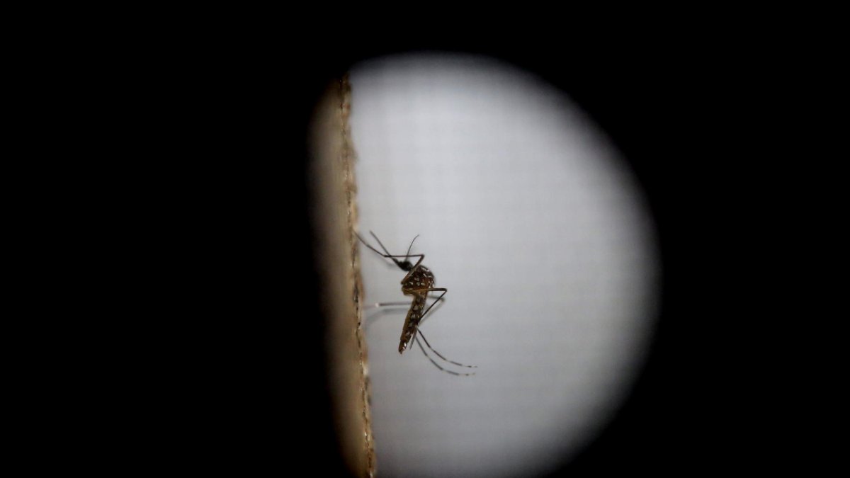 El mosquito de variedad Aedes aegypti trasmite el dengue.