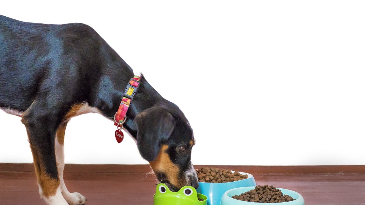 El IVA para mascotas se eliminará desde el 1 de febrero de 2025