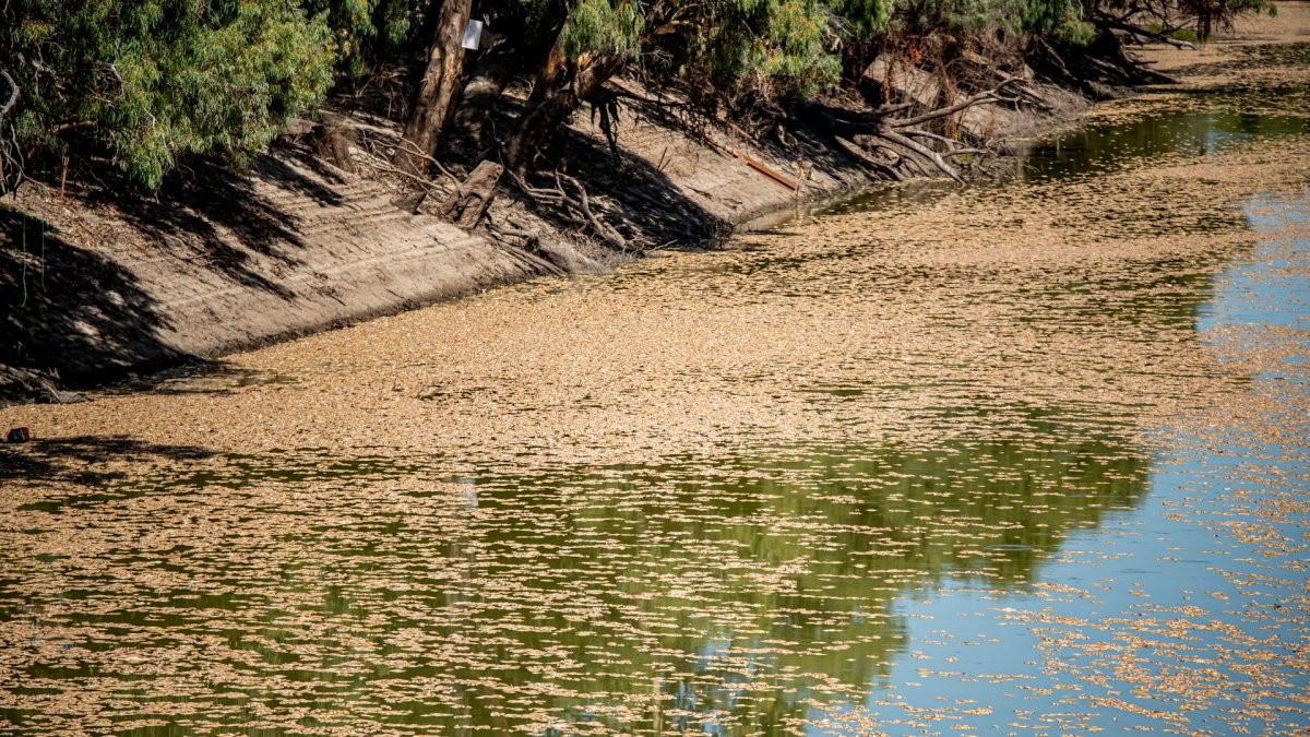 Miles de peces muertos en Australia a causa del calor y las altas temperaturas del agua la pasada primavera.