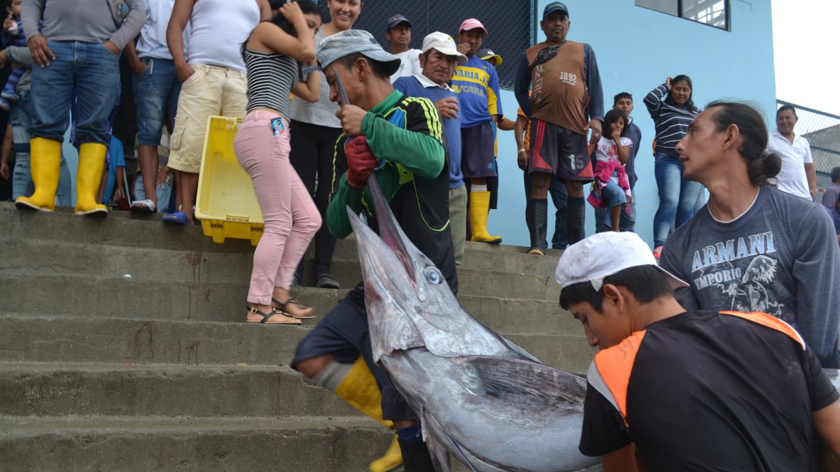 Salinas. Pescadores trasladan a uno de los peces recién capturados.