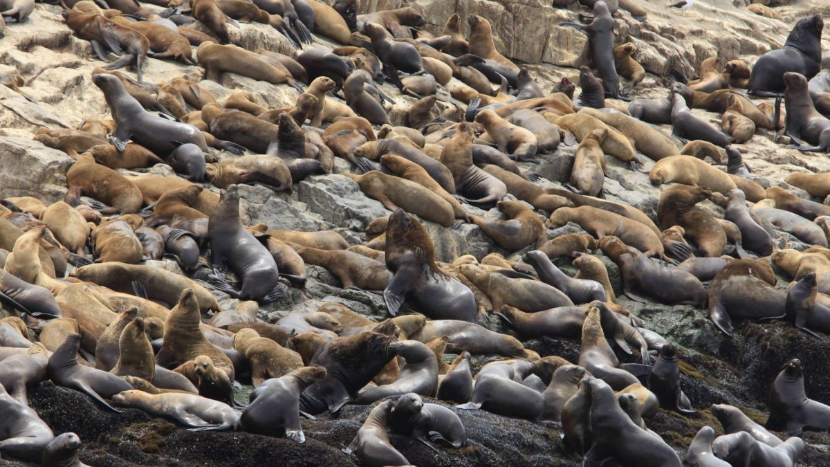 No solo sucede en Argentina. Perú también ha notificado este problema con su fauna.