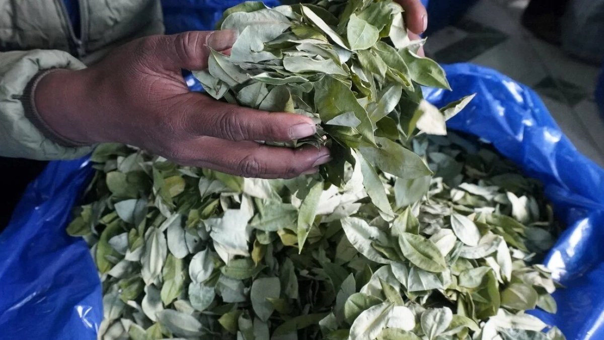 Hojas de coca en un mercado legal de La Paz, en Bolivia.