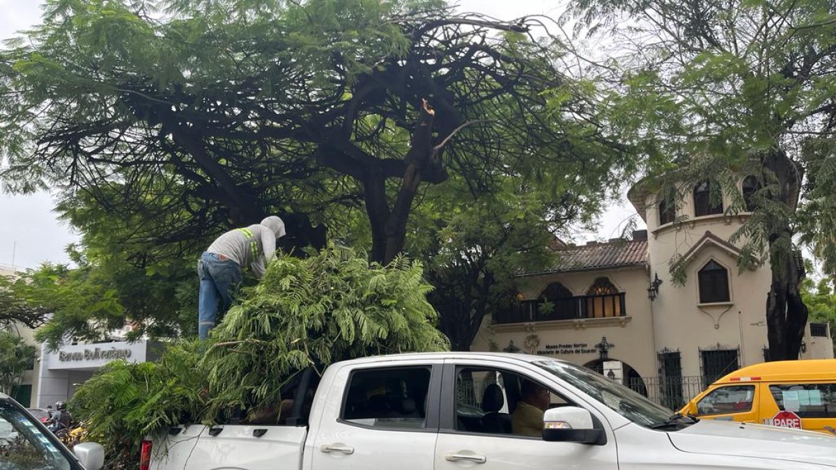 Centro. Los arbustos fueron atendidos por autoridades municipales.