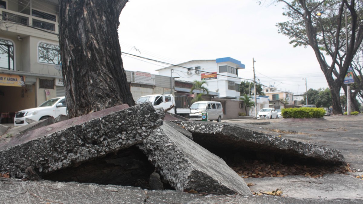 Los daños en los parterres en la ciudadela Vernaza Norte se han convertido en un peligro para comunidad.