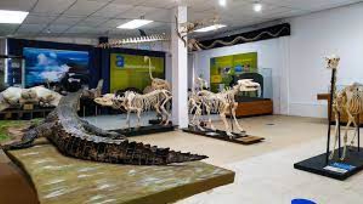 La sala de fauna amazónica en el museo educativo virtual del Inabio.