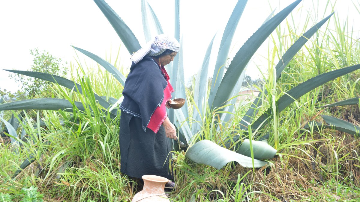Con un pilche y vasija de barro extraen el líquido del penco.