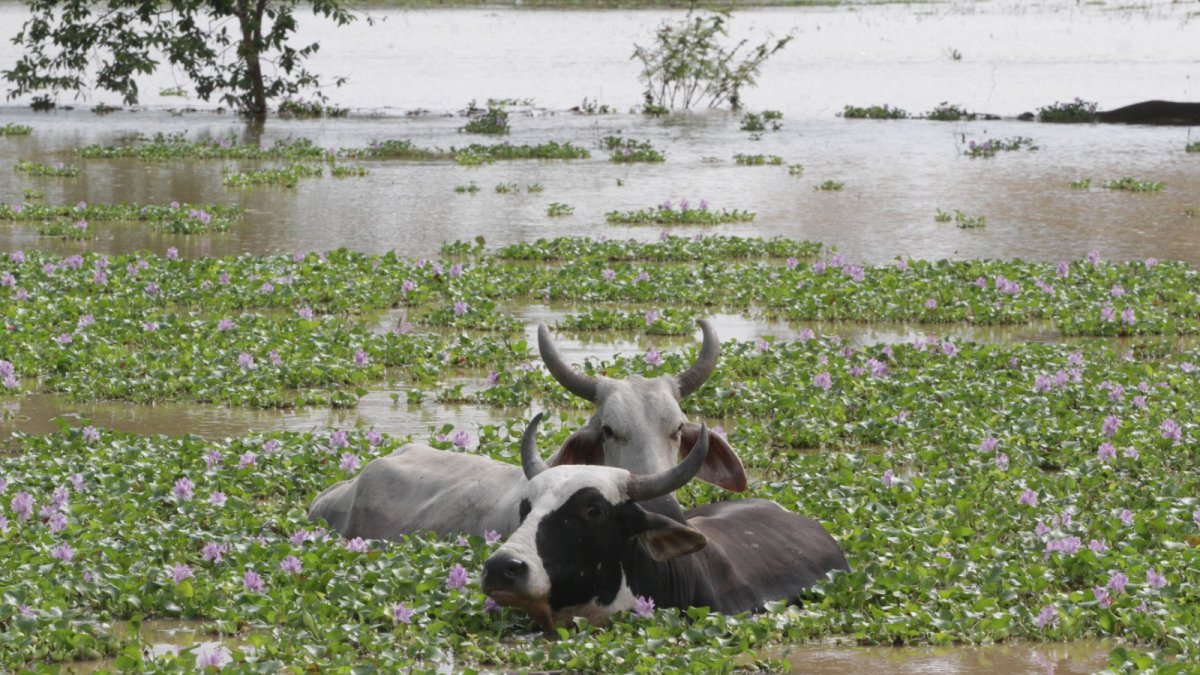 Las inundaciones se han hecho presente en este año, incluso antes de la llegada de El Niño.