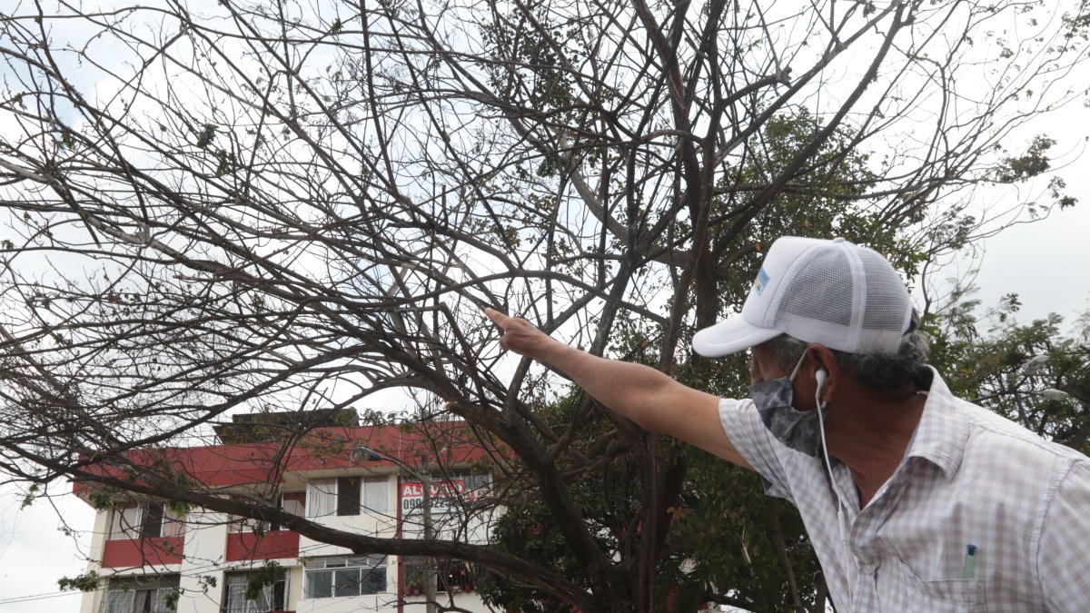 Acacias. Fermín Guevara muestra como los árboles de Las Acacias, y los ubicados en la 25 de Julio ya han perdido casi por completo sus hojas.