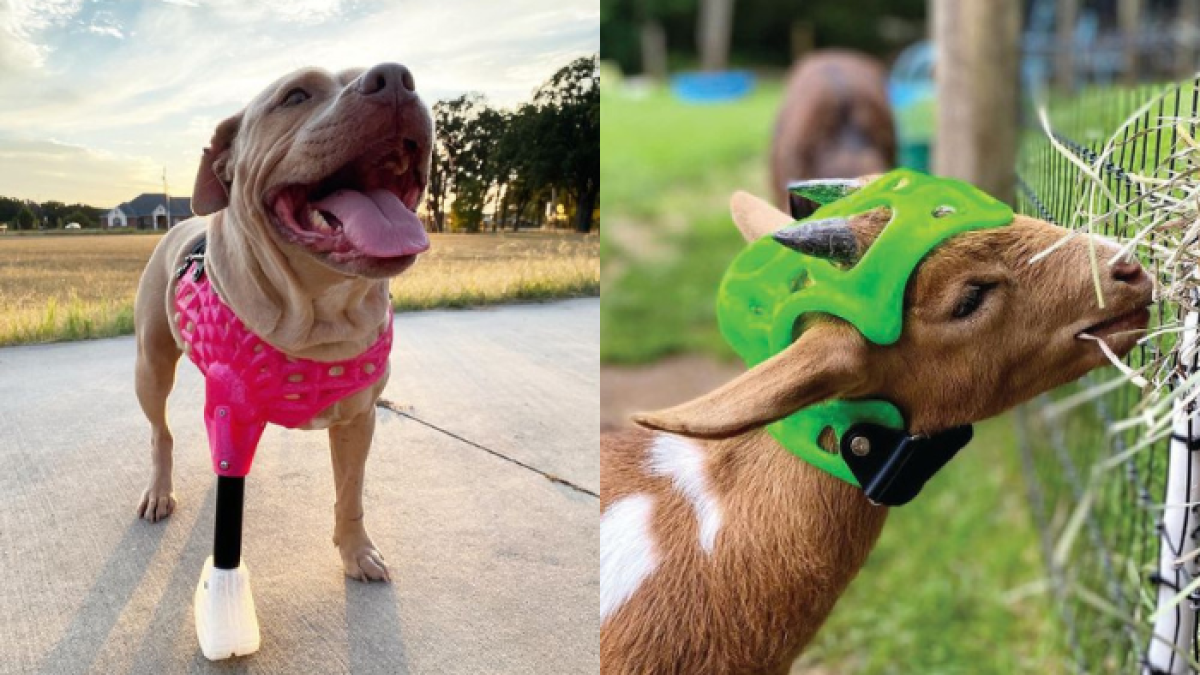 A través de un software personalizado, las mascotas pueden ser capaces de tener prótesis a la medida