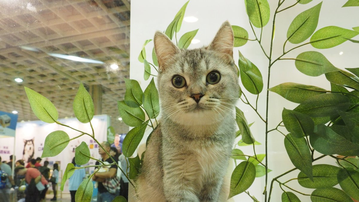 Dieta. Una encuesta revisa la vida de gatos que no comen carnes.