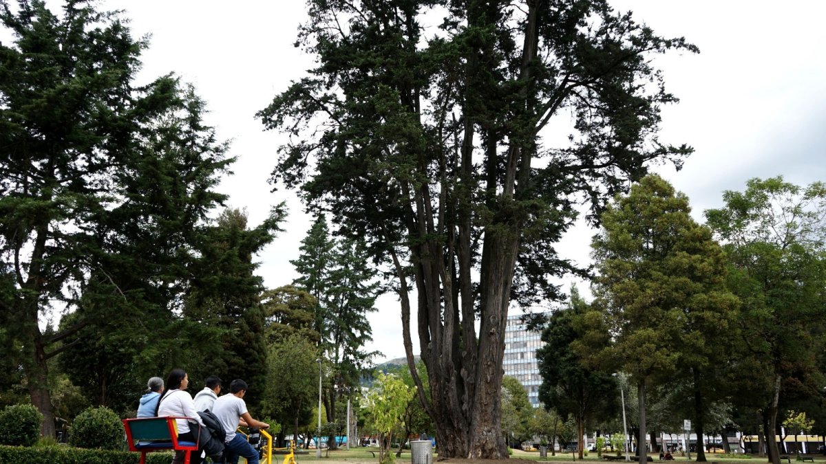 Ubicación. 121 árboles patrimoniales se concentran en El Ejido.