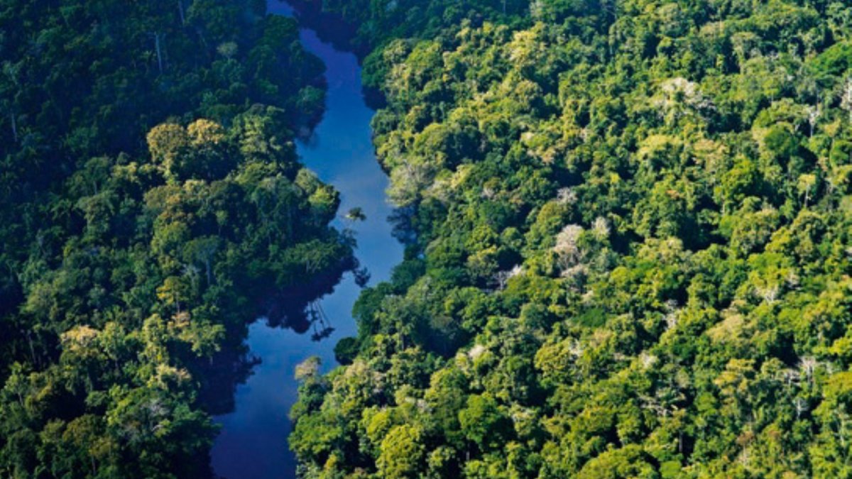 Vida. Los bosques son los pulmones de la humanidad.
