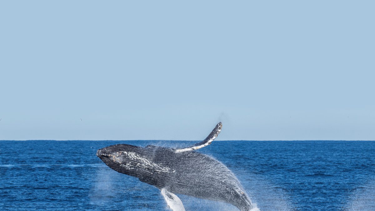 Una investigación concluye que las ballenas barbadas -como las azules, las de aleta y las jorobadas- comen una media de tres veces más alimento al año de lo que los científicos habían calculado.