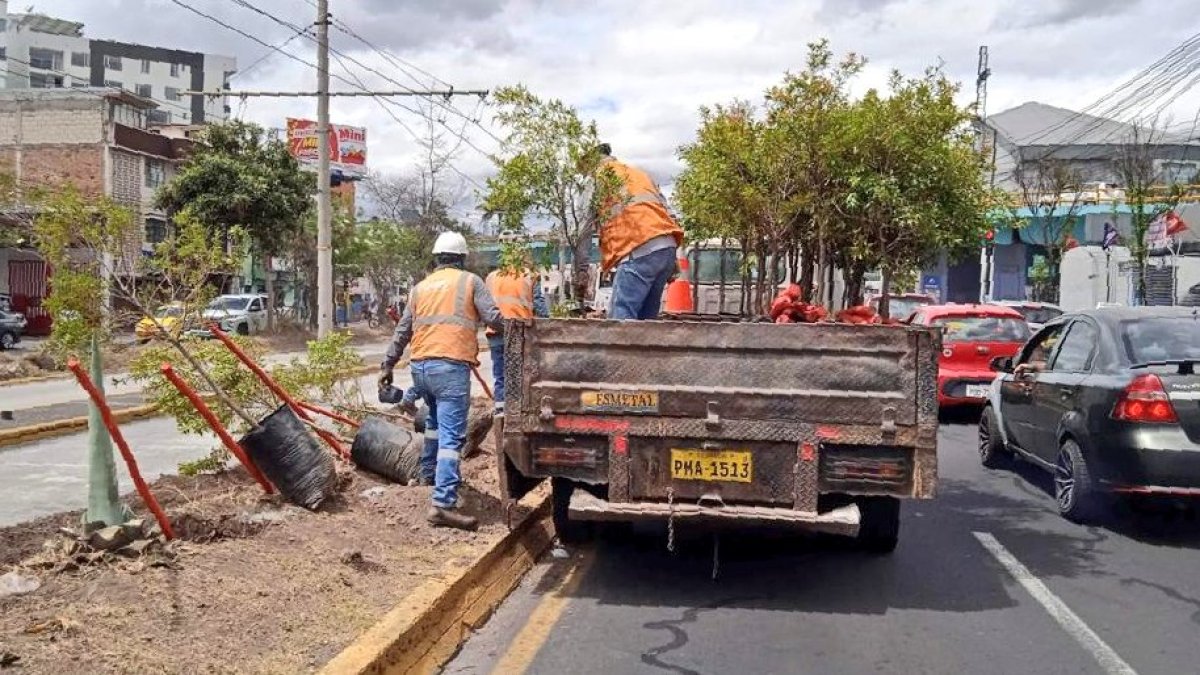 Ambiente. Las nuevas especies ayudarán a purificar el aire.