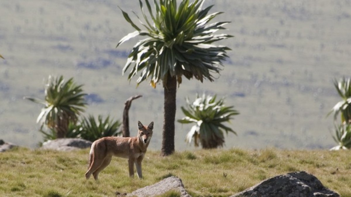 Es hogar de especies en peligro de extinción como el lobo etíope, considerado como uno de los cánidos más raros y amenazados de todo el mundo.