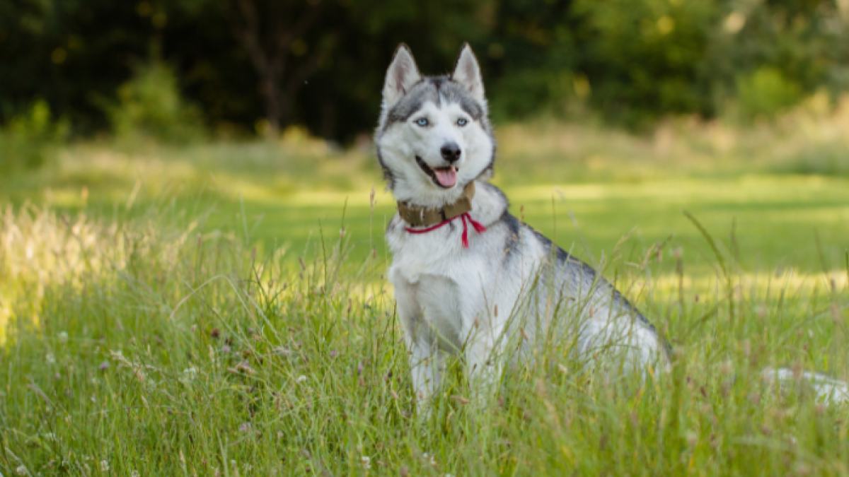 Un perro Husky perdió la vida tras ser atropellado por un conductor aparentemente en estado etílico.