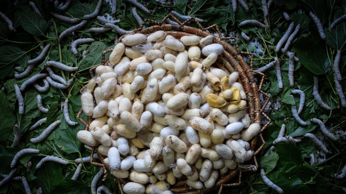 En la imagen de archivo, gusanos de seda en un centro de cría local en Hatay (Turquía).