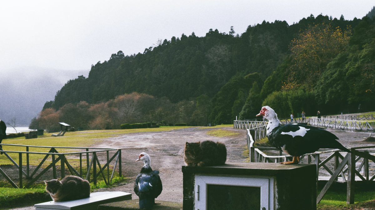 Presencia. Un par de gatos ferales descansan en un espacio rural. La convivencia con los animales silvestre implica un riesgo en Australia.