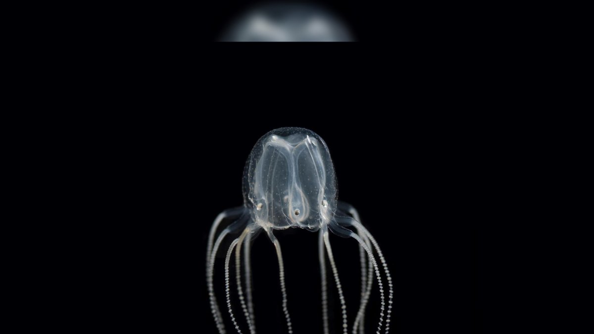 Una medusa en su espacio natural.