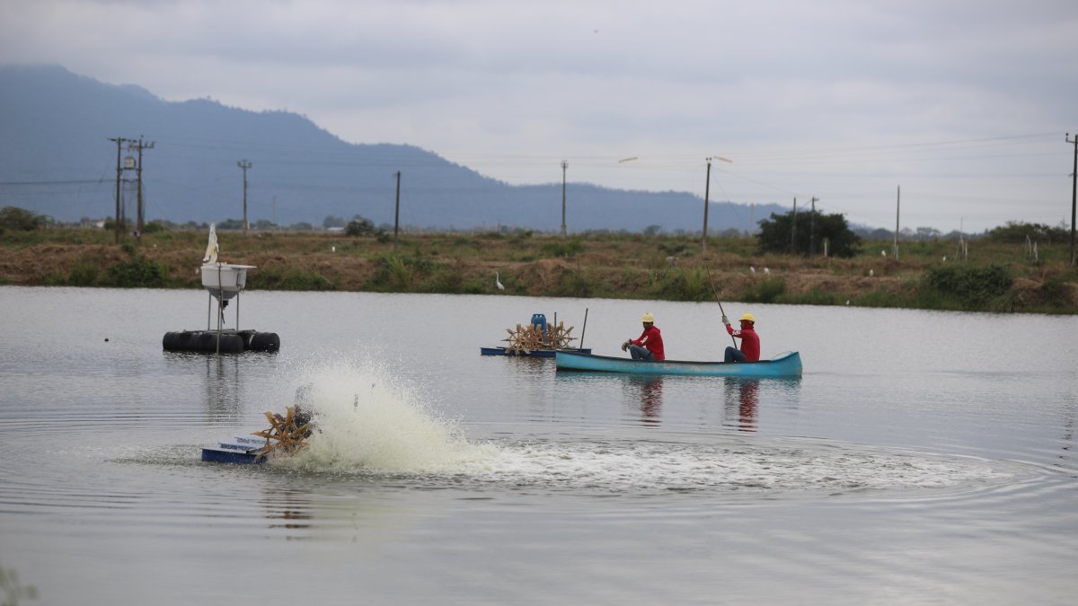 El gremio camaronero enfrenta amenazas de grupos delincuenciales.