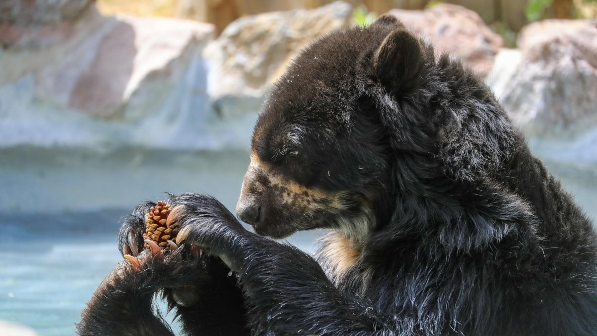 Vista de un oso de anteojos, el 20 de septiembre del 2023 en el Zoológico de Guayllabamba (Ecuador).