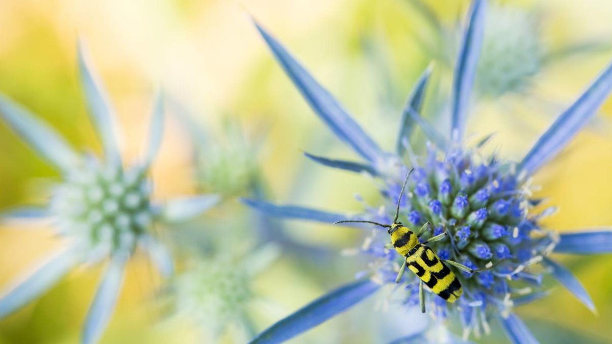 El barrenador de la madera de la vid (Chlorophorus varius) es una de las más de 33.000 especies de insectos que hay en Alemania.
