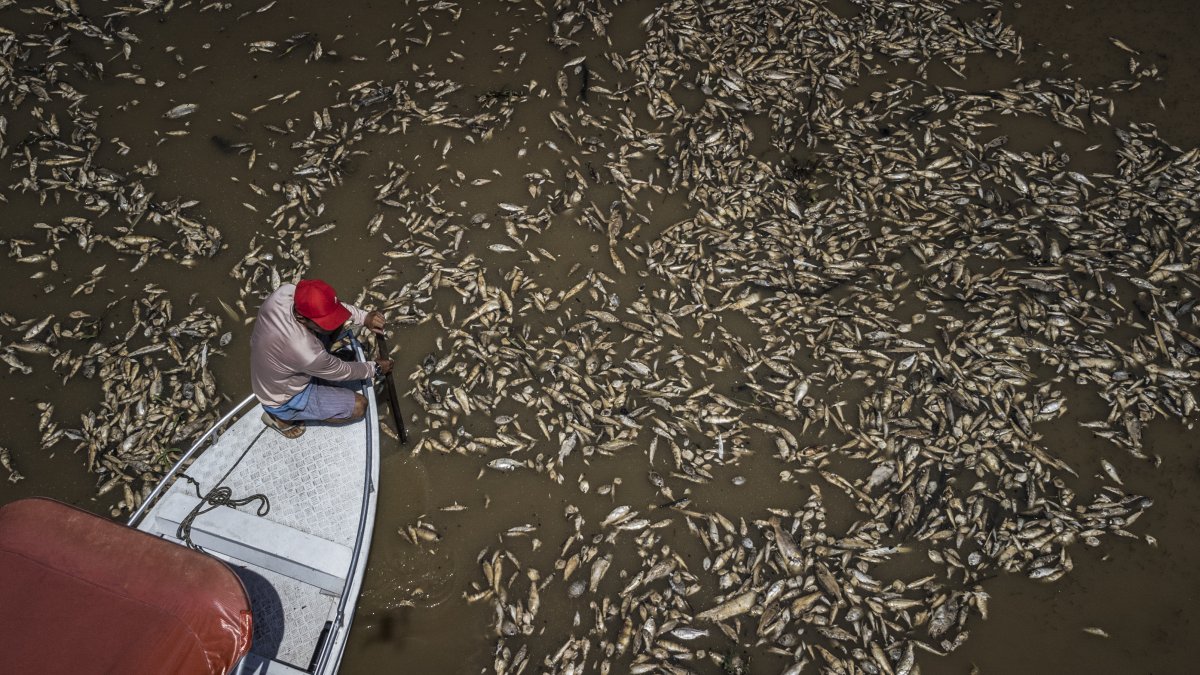 Fotografía aérea que muestra al barquero Paulo Monteiro da Cruz, de 49 años, mientras navega en su embarcación entre miles de peces muertos por el calor y la acidez del agua,