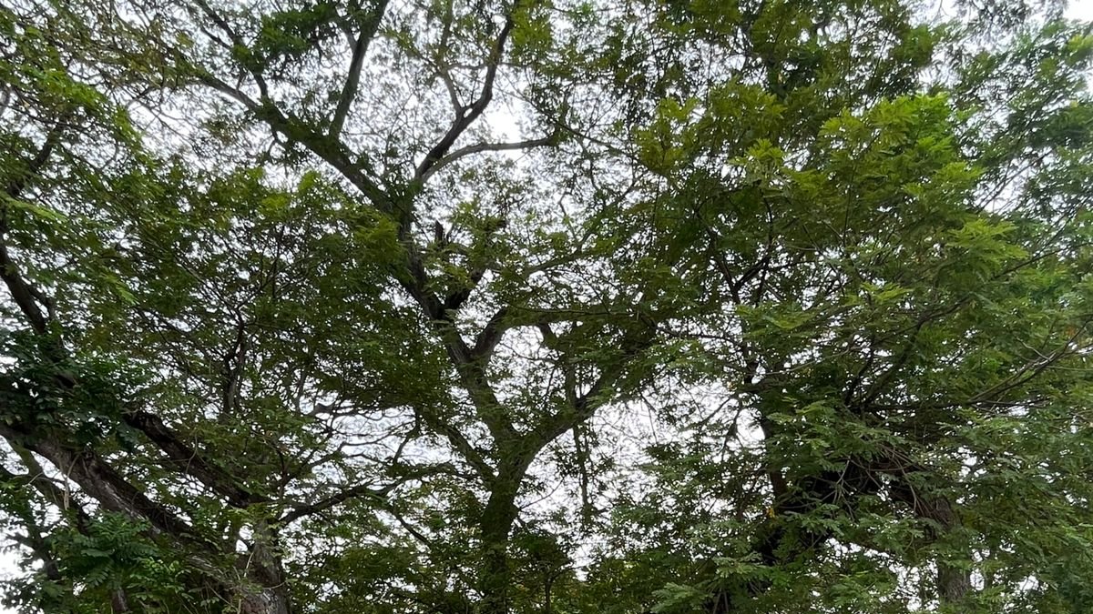 Muestra. El líquido decomisado fue almacenado en tanques de plástico.