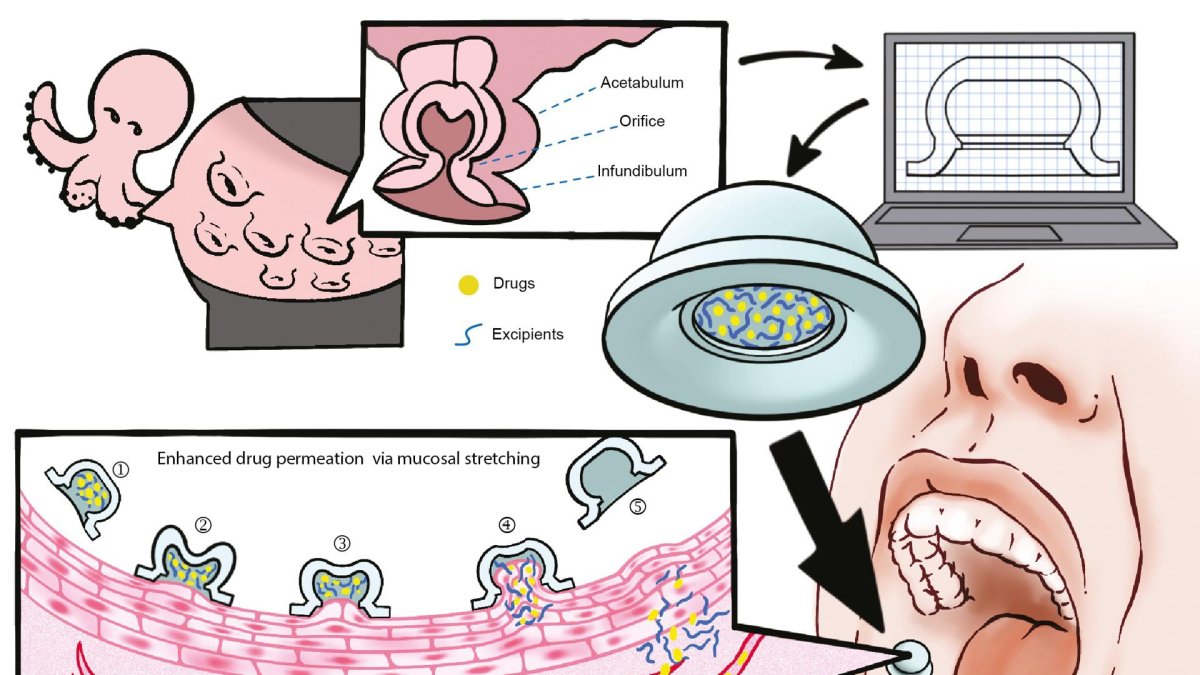 Proceso de desarrollo del parche -inspirado en el pulpo- que ha diseñado un equipo de científicos para la administración de algunos medicamentos.