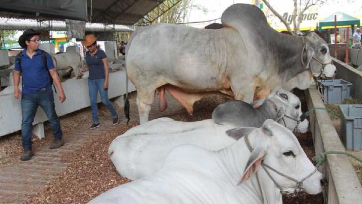 Como todos los años, la exposición se realizará en la Expoferia Durán, ubicada en el kilómetro 5,5 de la vía Durán - Yaguachi.