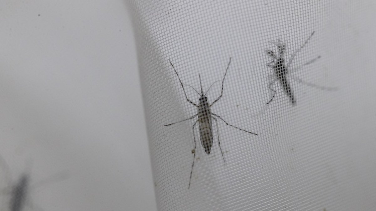 Fotografía de archivo de mosquitos Aedes aegypti en el laboratorio de entomología del Centro Nacional de Control de Enfermedades Tropicales (CENCET), en Santo Domingo (República Dominicana). 