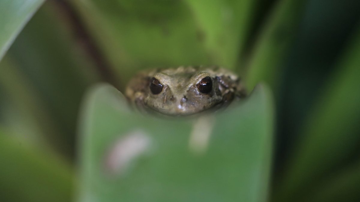 Desde hace varios años, la rana marsupial andina (gastrotheca riobambae) está en peligro de desaparecer de la ciudad y de correr la misma suerte de otras ranas quiteñas ya extintas.