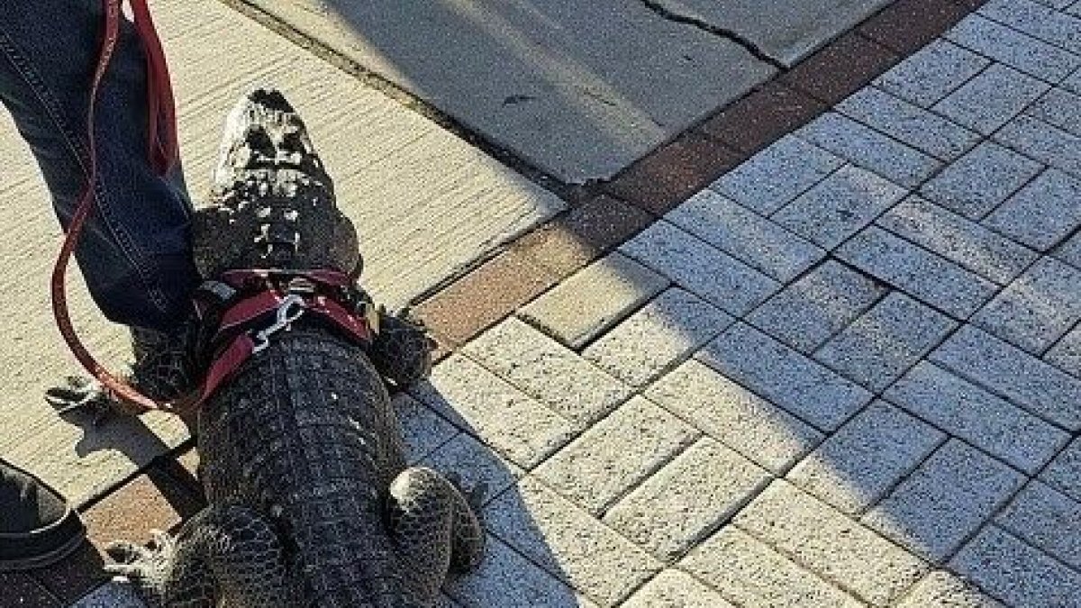 La mascota se llama 'Wally'. Tiene una cuenta de Instagram con más de 30 mil seguidores, y una de TikTok, más de 122 mil